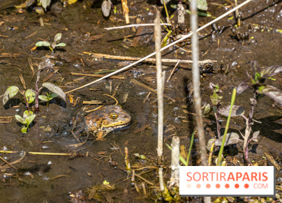 Sentier découverte de Maincourt - Vallée de Chevreuse - grenouille