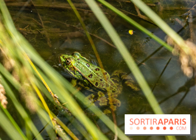 Sentier découverte de Maincourt - Vallée de Chevreuse - grenouille