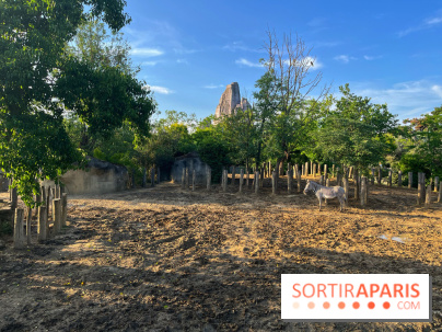 Nocturnes au Parc Zoologique de Paris - IMG 3495