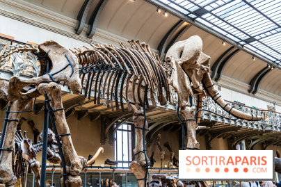 Le mammouth de Durfort restauré au Muséum national d’Histoire naturelle