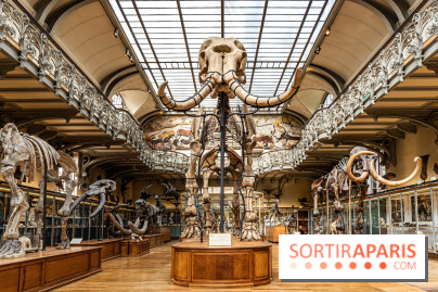 Le mammouth de Durfort restauré au Muséum national d’Histoire naturelle -  A7C7412
