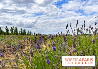 Fête de la Lavande sur le site Seine Aval Achères/Maisons-Laffitte - image00027