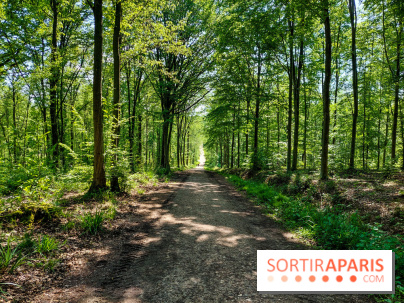 Balade nature dans la forêt de Montmorency, nos photos