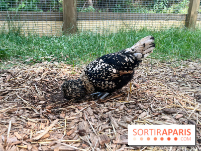 La ferme de la Villette et ses animaux - image00030
