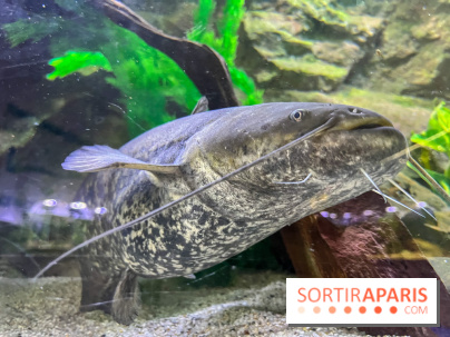 La Maison de la Pêche et de la Nature - image00019