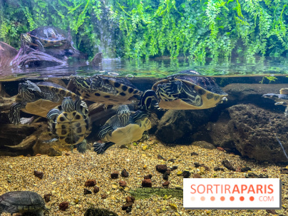 La Maison de la Pêche et de la Nature - image00022