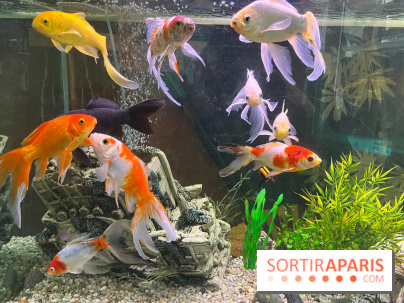 La Maison de la Pêche et de la Nature - image00004