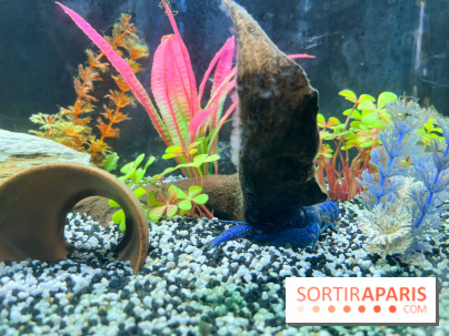 La Maison de la Pêche et de la Nature - image00007