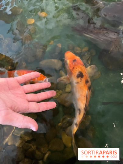 La Maison de la Pêche et de la Nature - image00001