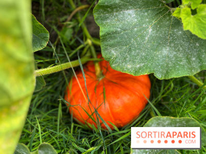 Potager du Roi