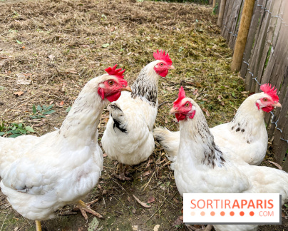 Les Rives de Paris, l'unique camping du 93 à Neuilly-sur-Marne - image00064