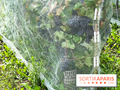 Le parc Georges Brassens, pour se croire à la campagne dans le 15e - image00025