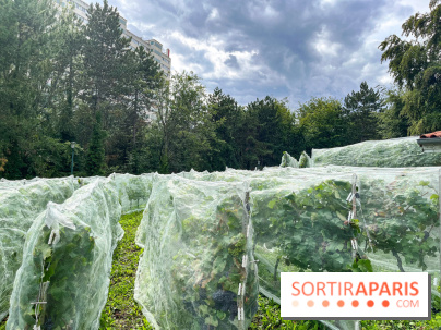 Le parc Georges Brassens, pour se croire à la campagne dans le 15e - image00028