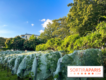 Vignes de Belleville - image00006