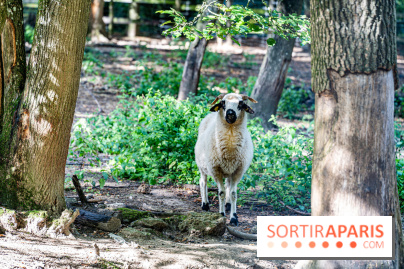 Le village de Janvry en Haute Vallée de Chevreuse - A7C0059