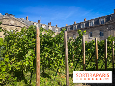 Vignoble Hôtel de Ville