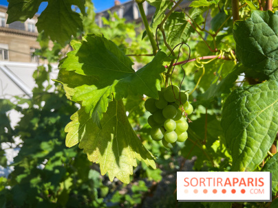 Vignoble Hôtel de Ville - IMG 9252
