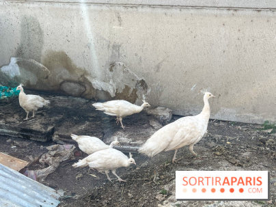 La Ferme des 4 Etoiles à Auffargis - image00015