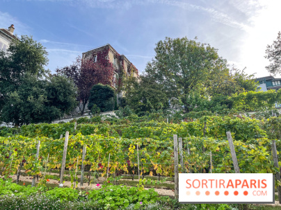Vignes Montmartre - image00031