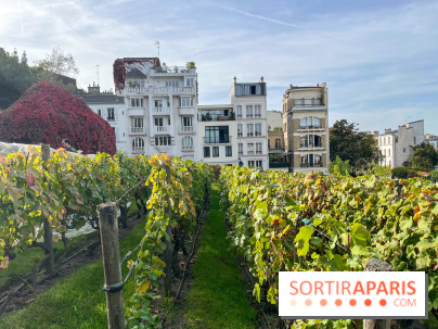 Vignes Montmartre
