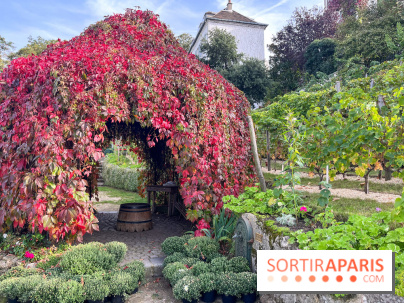 Vignes Montmartre - image00019