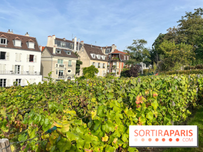 Vignes Montmartre - image00016