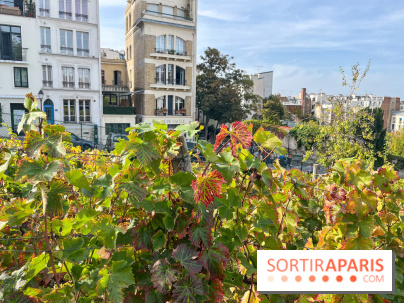 Vignes Montmartre