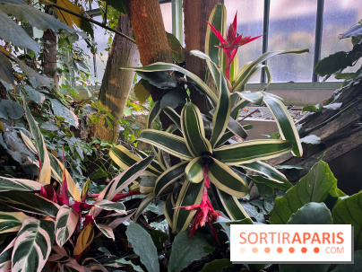 Automne Tropical 2023