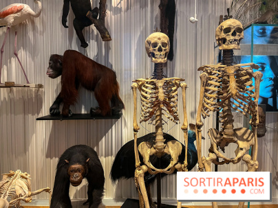 Le musée de l'Homme - collections permanentes