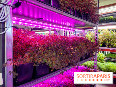 La Caverne, ferme urbaine bio à Paris, nos photos - 20240122 144115