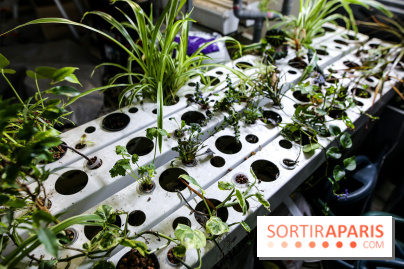 La Caverne, ferme urbaine bio à Paris, nos photos - IMG 2203