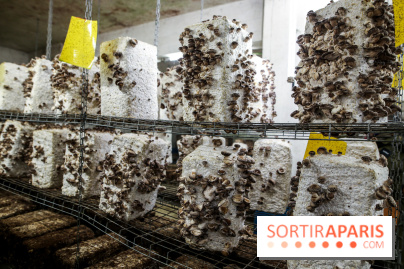 La Caverne, ferme urbaine bio à Paris, nos photos - IMG 2224