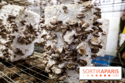 La Caverne, ferme urbaine bio à Paris, nos photos - IMG 2225