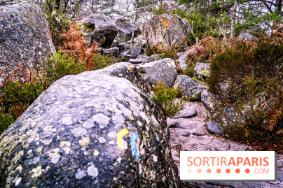 Le sentier de l'érosion à Fontainebleau - balade en forêt -  A7C4646