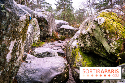 Le sentier de l'érosion à Fontainebleau - balade en forêt -  A7C4647