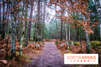 Le sentier de l'érosion à Fontainebleau - balade en forêt