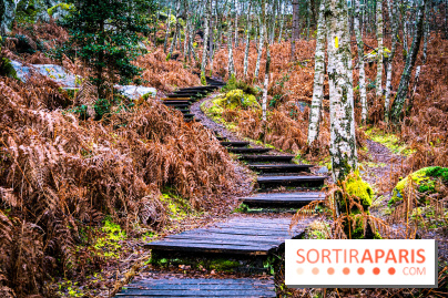Le sentier de l'érosion à Fontainebleau - balade en forêt -  A7C4620 HDR