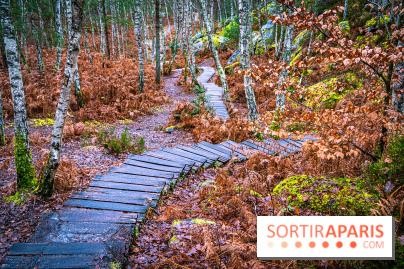 Le sentier de l'érosion à Fontainebleau - balade en forêt -  A7C4596 HDR