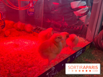 Salon de l'agriculture 2024