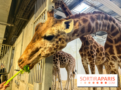 Zoo de Vincennes, Parc zoologique 2024 - girafes