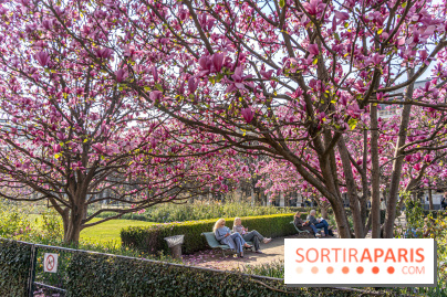 Les magnolias du Jardin du Palais Royal  - printemps - visuel Paris