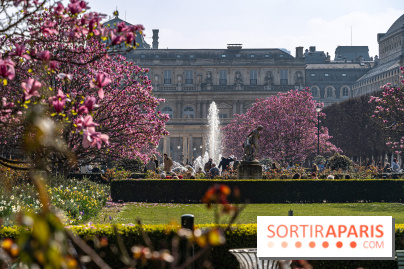 Les magnolias du Jardin du Palais Royal