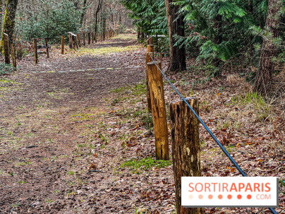 Arbor&Sens, l'Arboretum de Franchard en forêt de Fontainebleau - les photos - IMG 7937