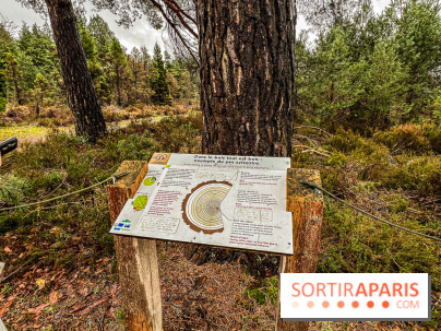 Arbor&Sens, l'Arboretum de Franchard en forêt de Fontainebleau - les photos - IMG 7926