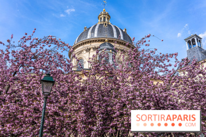 Square Gabriel Pierné à Paris - cerisiers en fleurs -  A7C0351