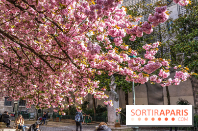 Square Gabriel Pierné à Paris - cerisiers en fleurs -  A7C0349