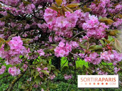 Arboretum de Paris - nos photos - image00035