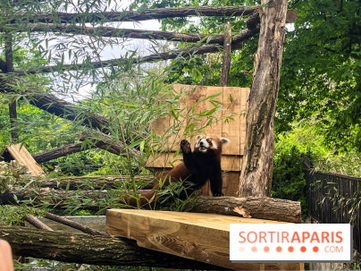 Ménagerie du Jardin des Plantes 2024 - panda