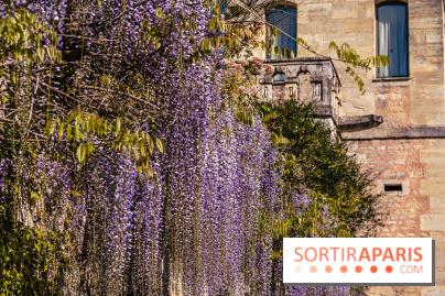 Village de Medan dans les Yvelines -  château de Medan - glycine