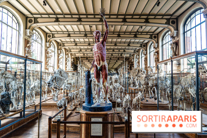 La Galerie de Paléontologie et d'Anatomie comparée du Muséum au Jardin des Plantes